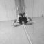 danseen_64110390
